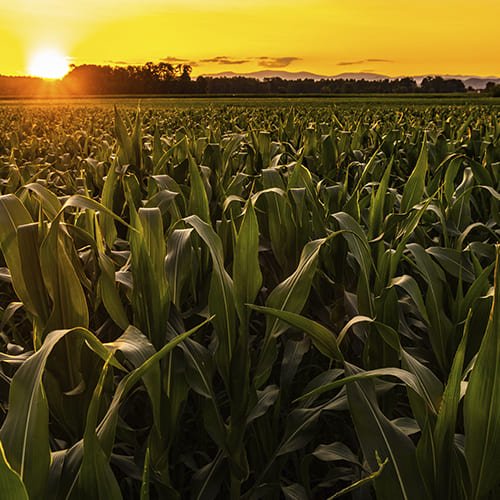 Controle Biológico na Agricultura